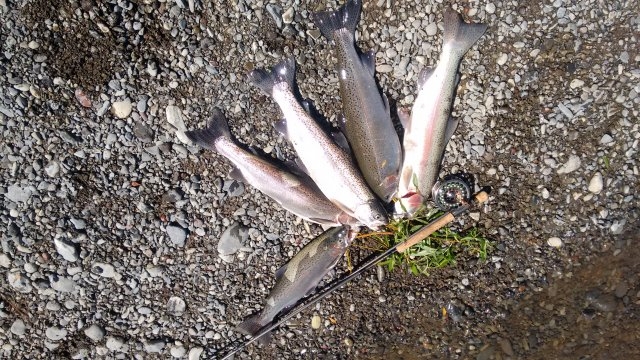 Thursday 9.11.17 5 of 6 fish taken