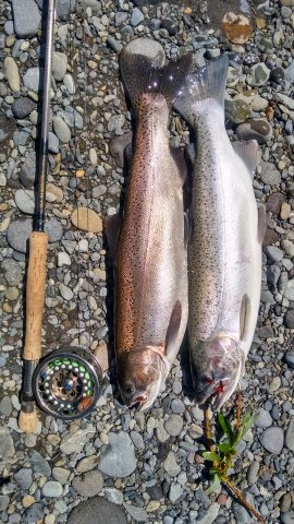 Quality fish at any time