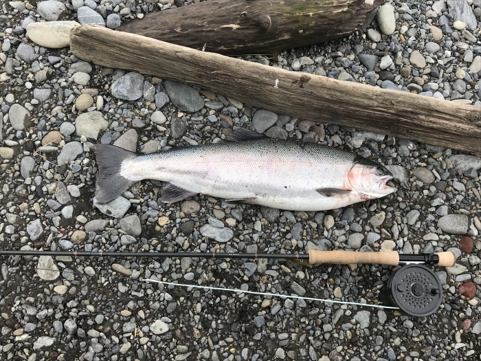 Mikes best Fishof 11.10.17 5lb