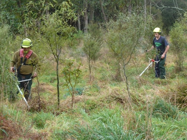 004-jpg Freeing up recent planting prior to spraying