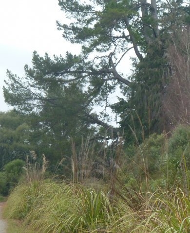 162-1-jpg Pine posing a danger