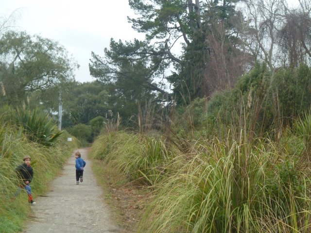 162-jpg Pine posing a danger