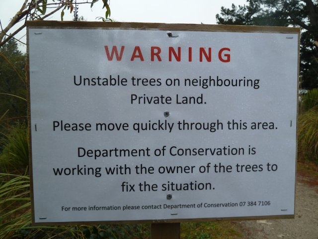 163-jpg  Signage of dangerous pine tree