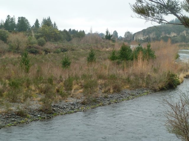 166-jpg  Invading wilding pines