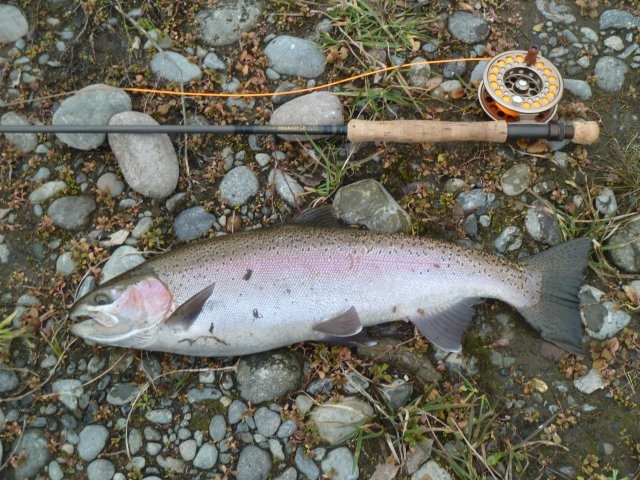 p1020472-jpg 4.5lb Rainbow hen