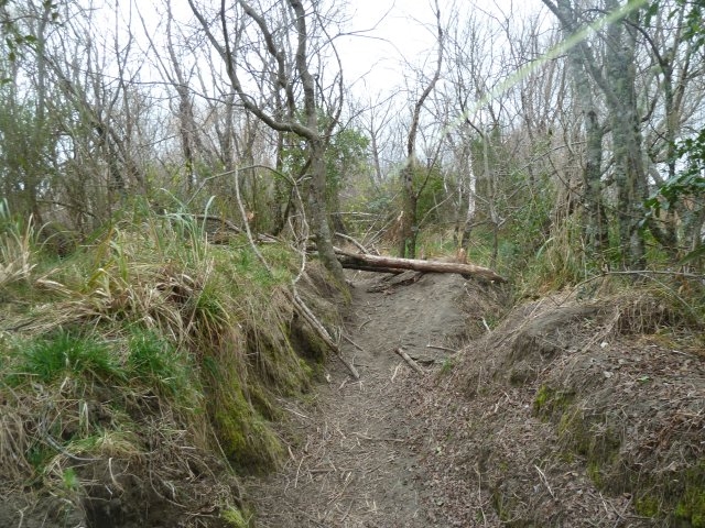 p1020474-jpg  Wind felled tree across river track
