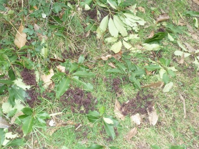 p1020492-jpg  Evidence of birds feeding on Five Finger seeds