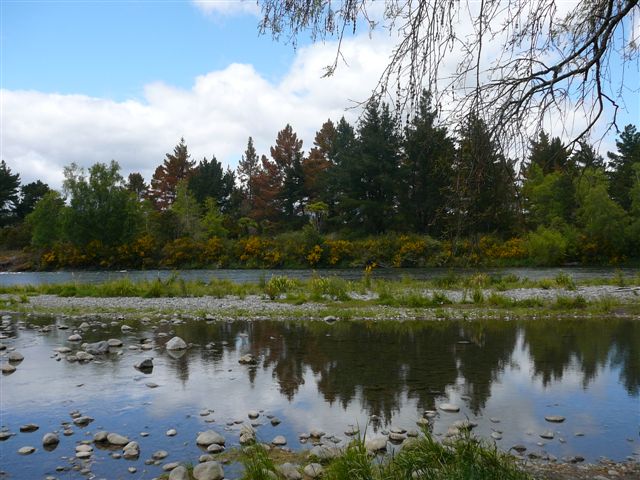 Pines beginning to die