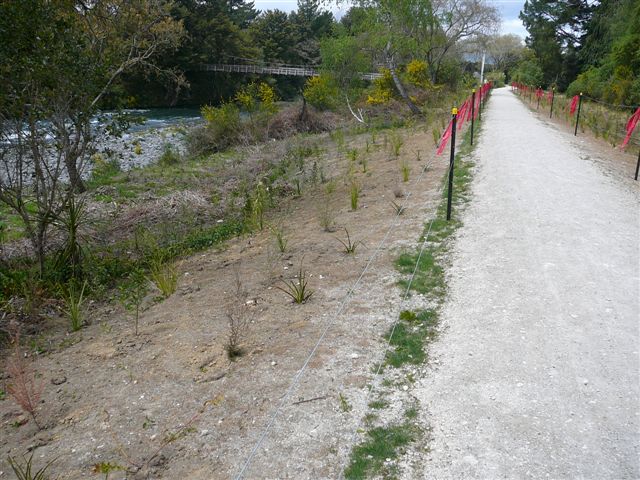 Planting of the new stopbank 15.11.07